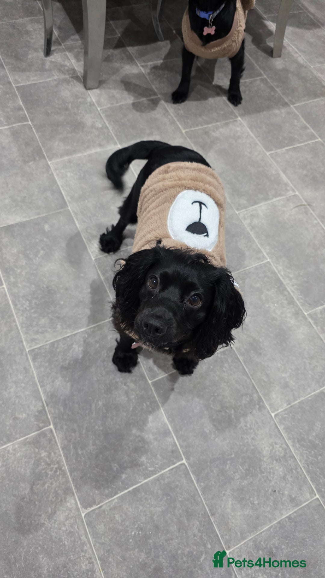 Cocker Spaniel dogs for sale: ✨️ 🐾COCKER SPANIEL🐾✨️- ⚠️LITTER DUE DECEMBER ⚠️  - Advert 2