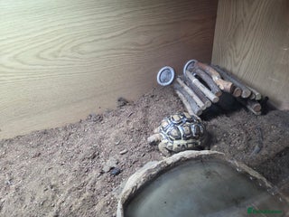 Tortoise reptiles Leopard toitoise - Advert 3