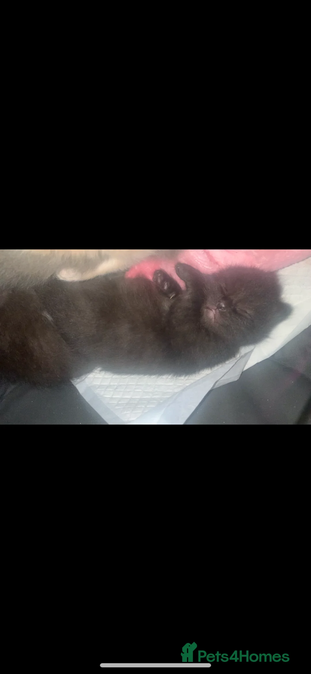 Russian Blue cats for sale: Litter of 4 mixed kittens  - Advert 2