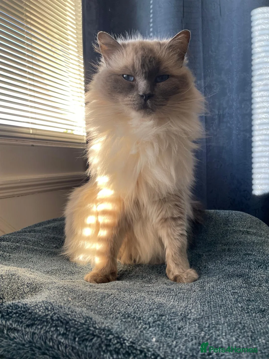 Ragdoll cats for sale: female 5 year old ragdoll for rehome.  - Advert 2