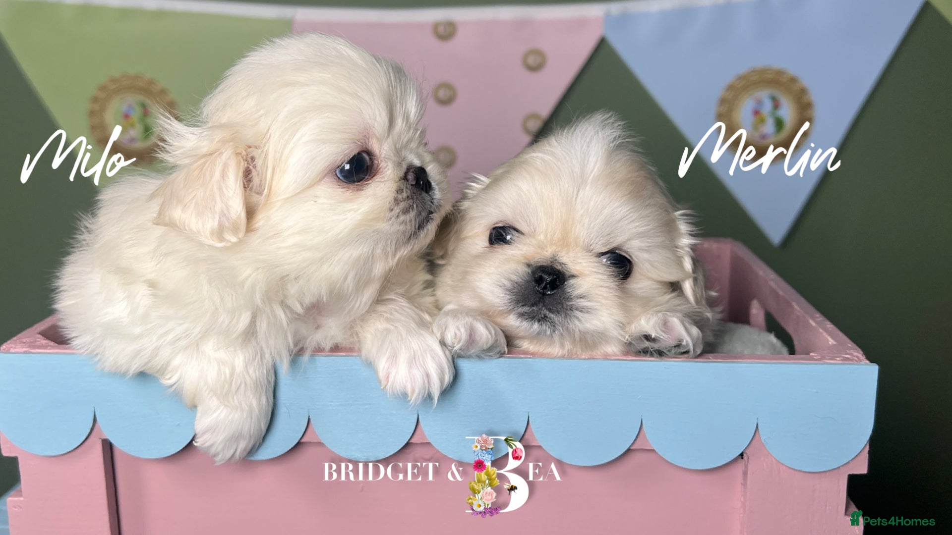 Pekingese dogs 🩷QUALITY BOYS & GIRLS🩵 - Advert 10