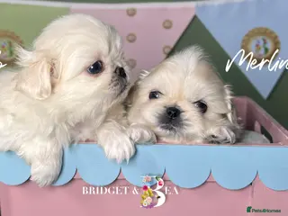Pekingese dogs 🩷QUALITY BOYS & GIRLS🩵 - Advert 2
