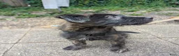 Mixed Breed dogs for sale: Stunning WolfAkita Pups – 1 Boy/1 Girl Ready now!  in Southampton - Advert 20