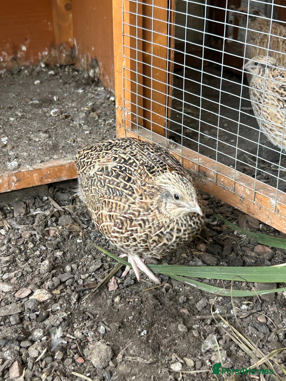Quail poultry Point of lay Coturnix quail   - Advert 2