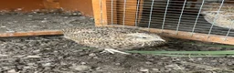Quail poultry for sale: Point of lay Coturnix quail   - Advert 2