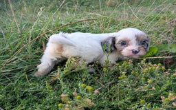 Cavapoo dogs for sale: Stunning CAVAPOO pups, DNA health tested parents - Image 10
