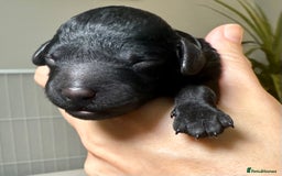 Cockapoo dogs for sale: 🐾 F1B Cockapoo Puppies – DNA Health Tested 🐾 - Image 11