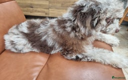 Toy Poodle dogs for sale: Stunning chocolate merle toy poodle girl! 16 weeks - Image 10