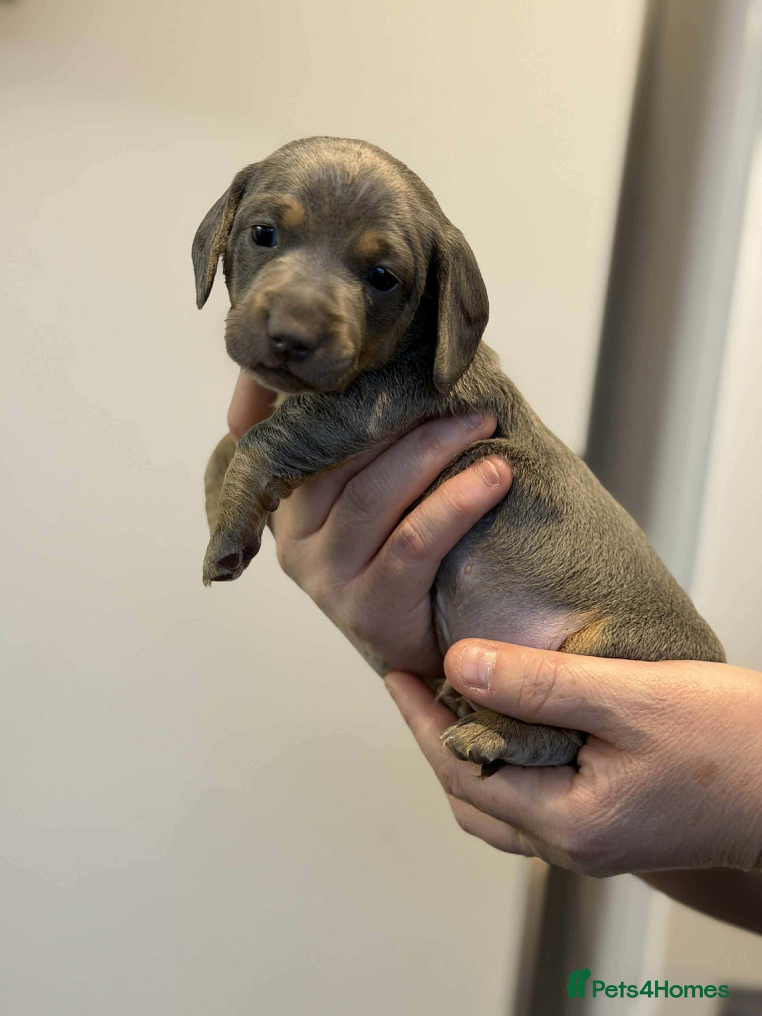 Dachshund dogs for sale: Miniature Dachshunds puppies - Advert 2