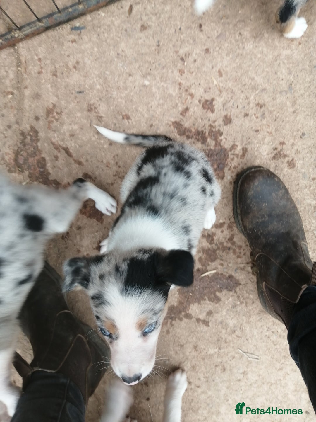 Bearded Collie dogs for sale: Beautiful blue merle collie pups! Workers or pets - Image 10
