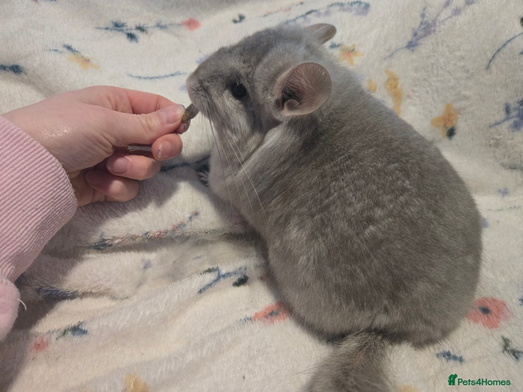 Chinchilla rodents for sale: Gorgeous Tan Royal Persian Angora Poss VC/BDC - Advert 19