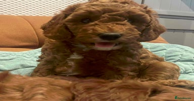Cockapoo dogs in London - Advert 19