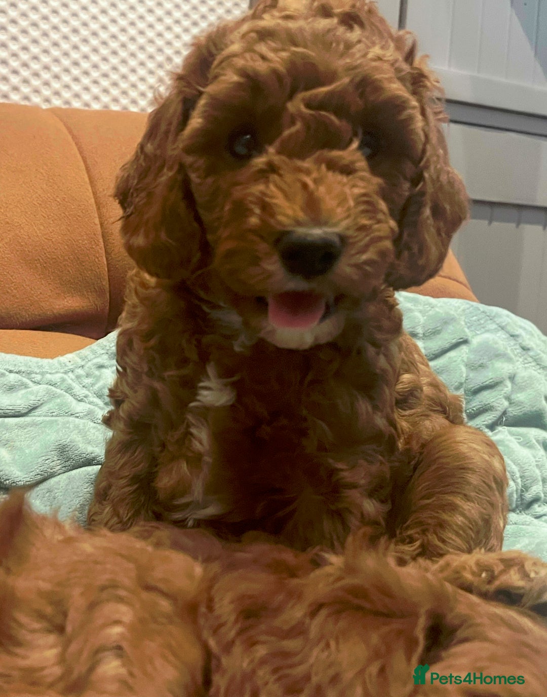 Cockapoo dogs for sale: Red Cockapoo 🐶 F1B looking for loving home 🥰 in London - Image 3