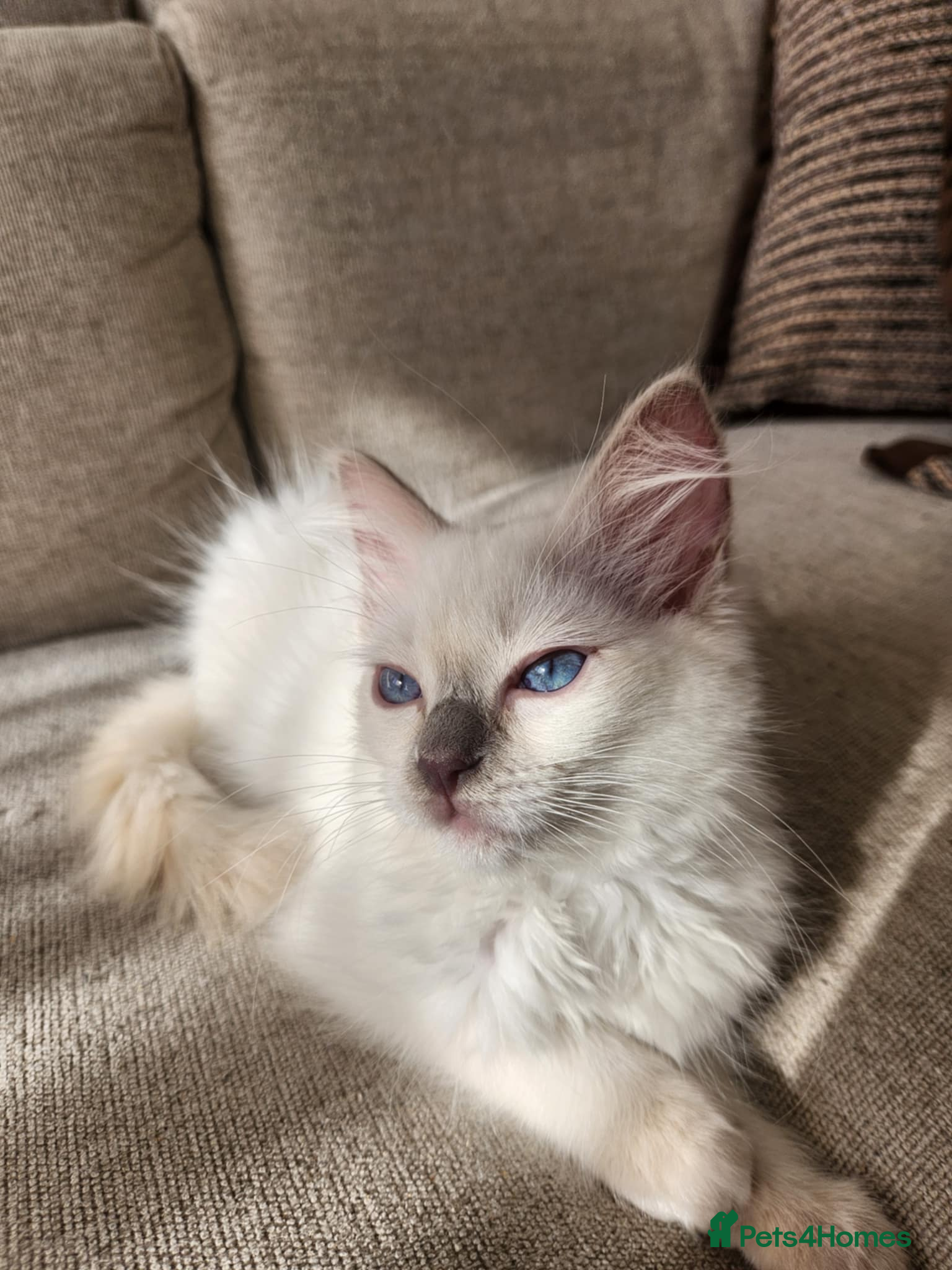 Ragdoll cats ✨ RARE TORTIE LILAC CREAMS LEFT|LITTER GCCF&TICA✨ - Advert 2