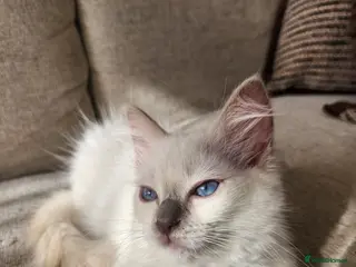 Ragdoll cats ✨ RARE TORTIE LILAC CREAMS LEFT|LITTER GCCF&TICA✨ - Advert 2