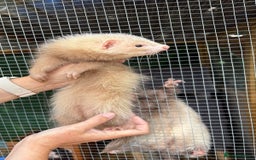 Ferret rodents for sale: Full and semi angora ferrets READY NOW - Image 5