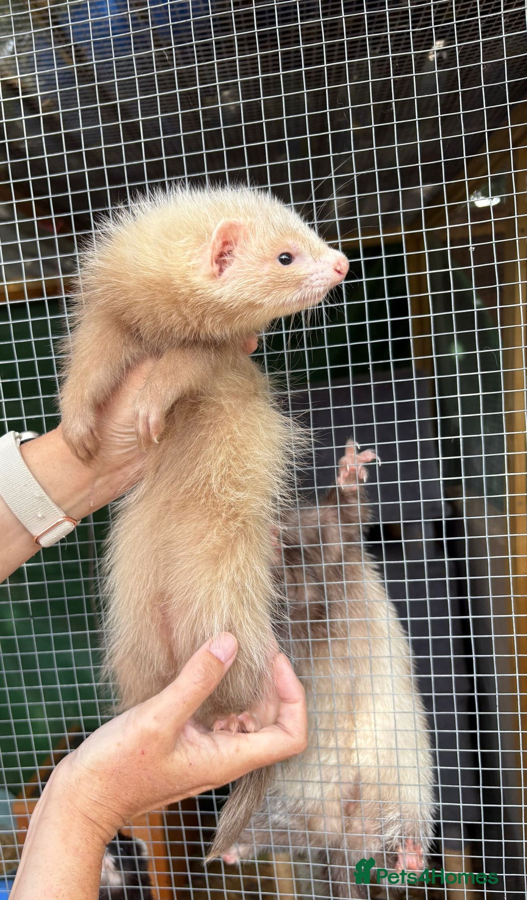 Ferret rodents for sale: Full and semi angora ferrets READY NOW - Image 5