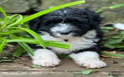 Portuguese Water Dog dogs for sale: Art Nouveau - Image 9