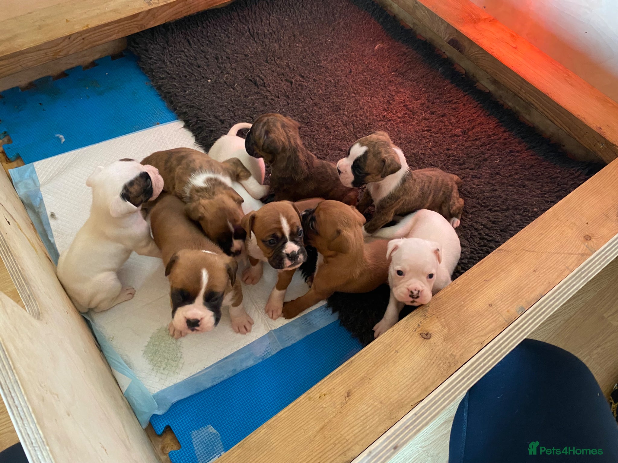 Boxer dogs Beautiful litter of boxer Babies  - Advert 11