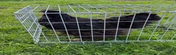 Chickens poultry for sale: Pair of brahmas - Advert 8