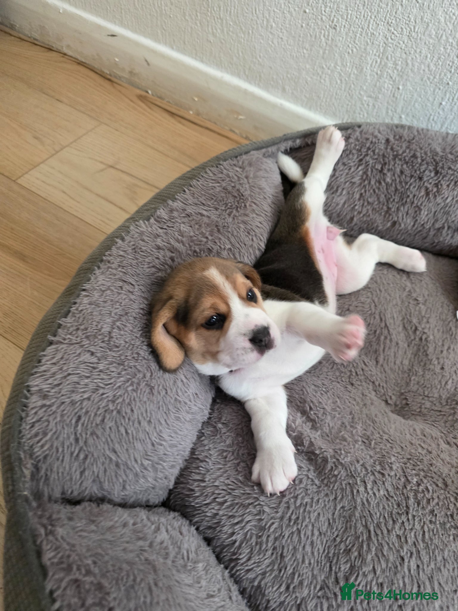 Beagle dogs for sale: Beagle puppies ready for love!! - Advert 15