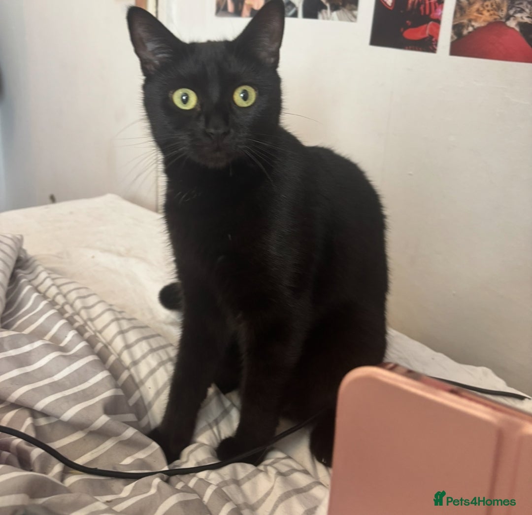 Mixed Breed cats for sale: 3 adorable kittens! Ready in 3 weeks!! 🐈‍⬛🐈‍⬛ - Image 11