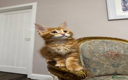 Maine Coon cats for sale: Maine Coon Kittens with Elite Heritage 🌟🌟🌟🌟🌟 - Image 34