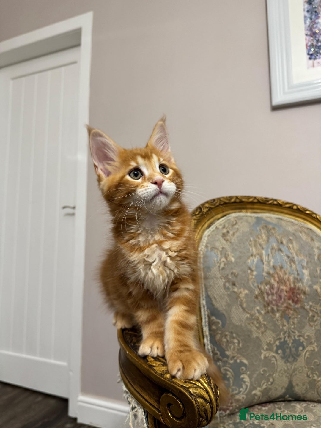 Maine Coon cats for sale: Maine Coon Kittens with Elite Heritage 🌟🌟🌟🌟🌟 - Image 34