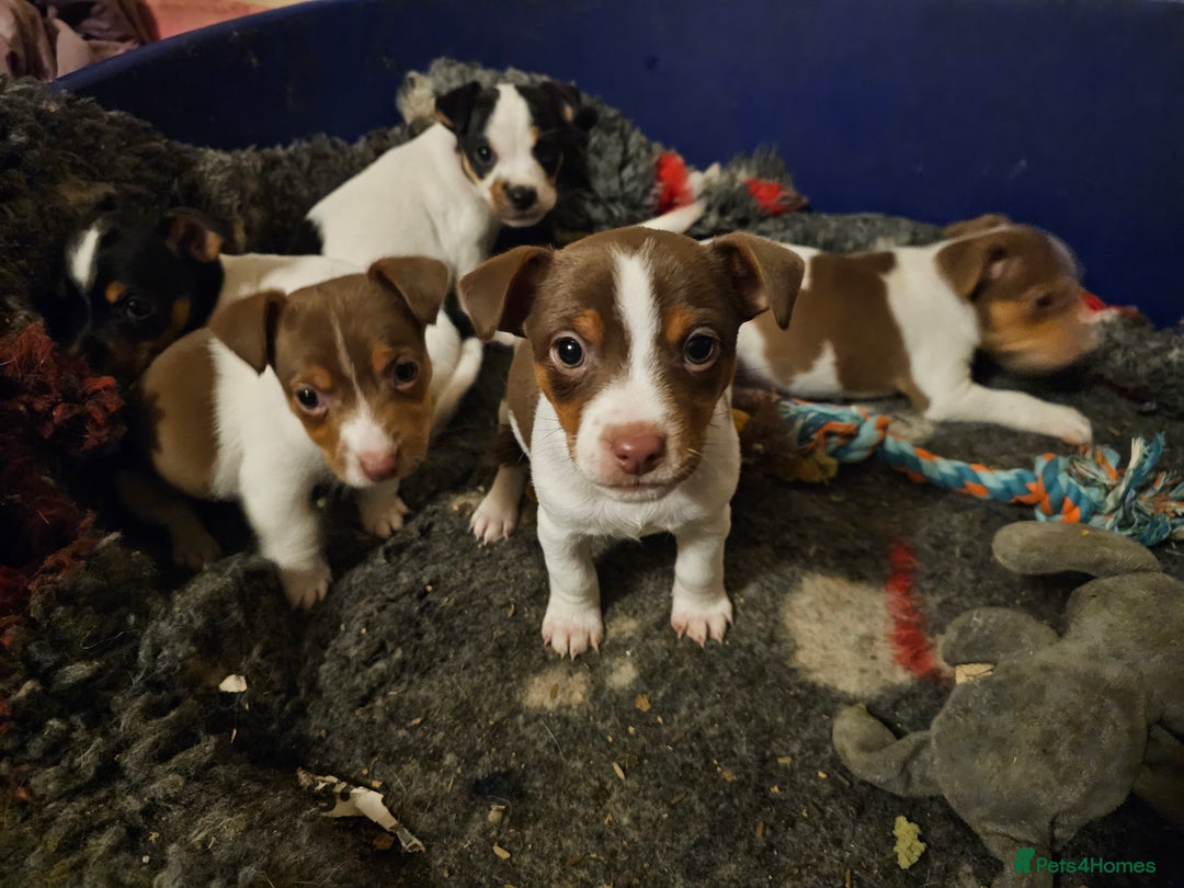 Jack Russell dogs for sale: Beautiful Jack Russell Puppies - Image 2