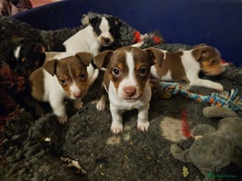 Jack Russell dogs - Advert 9