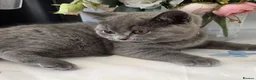 British Shorthair cats for sale: Kitten - Advert 7