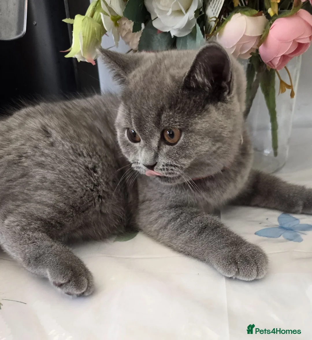 British Shorthair cats for sale: Kitten - Advert 7