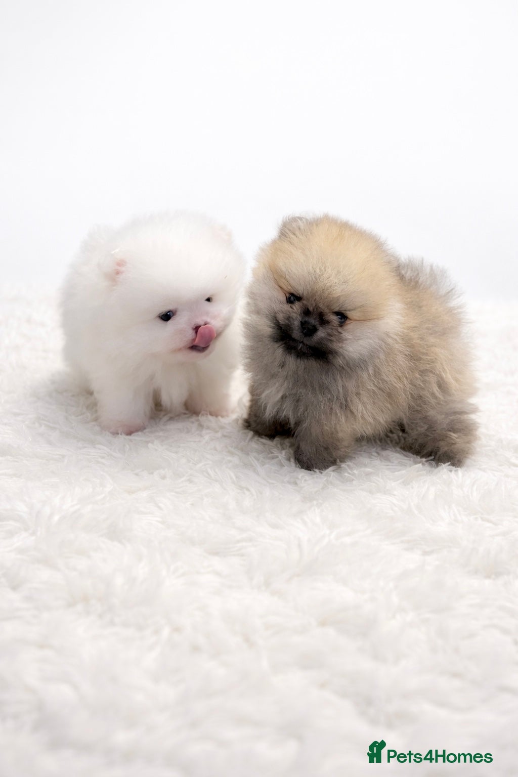 Pomeranian dogs Quality Teddy Bears  - Advert 1