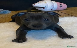 Staffordshire Bull Terrier dogs for sale: 🐾Reduced♥️World Famous Samtan Dozer & C in Swansea - Image 6