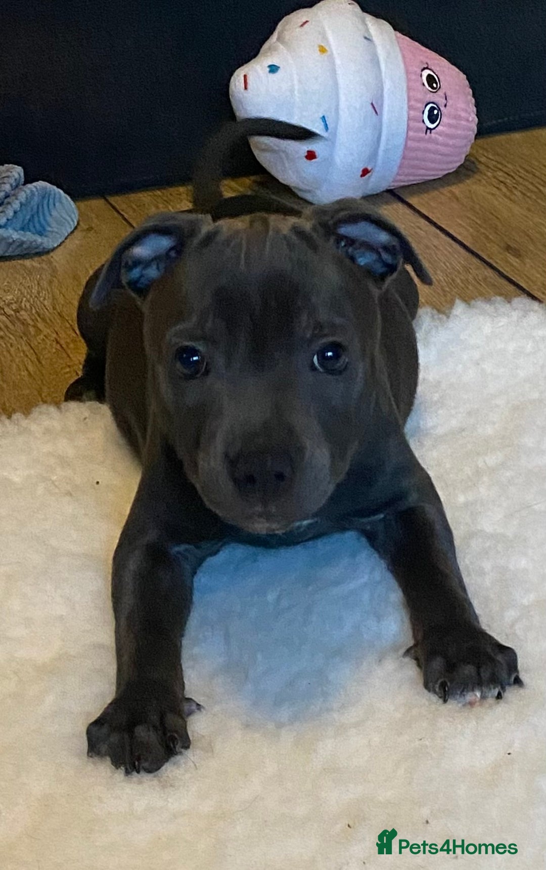 Staffordshire Bull Terrier dogs for sale: 🐾Reduced♥️World Famous Samtan Dozer & C in Swansea - Image 6