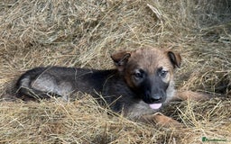 Belgian Shepherd Dog dogs for sale: belgium shepard  - Advert 4