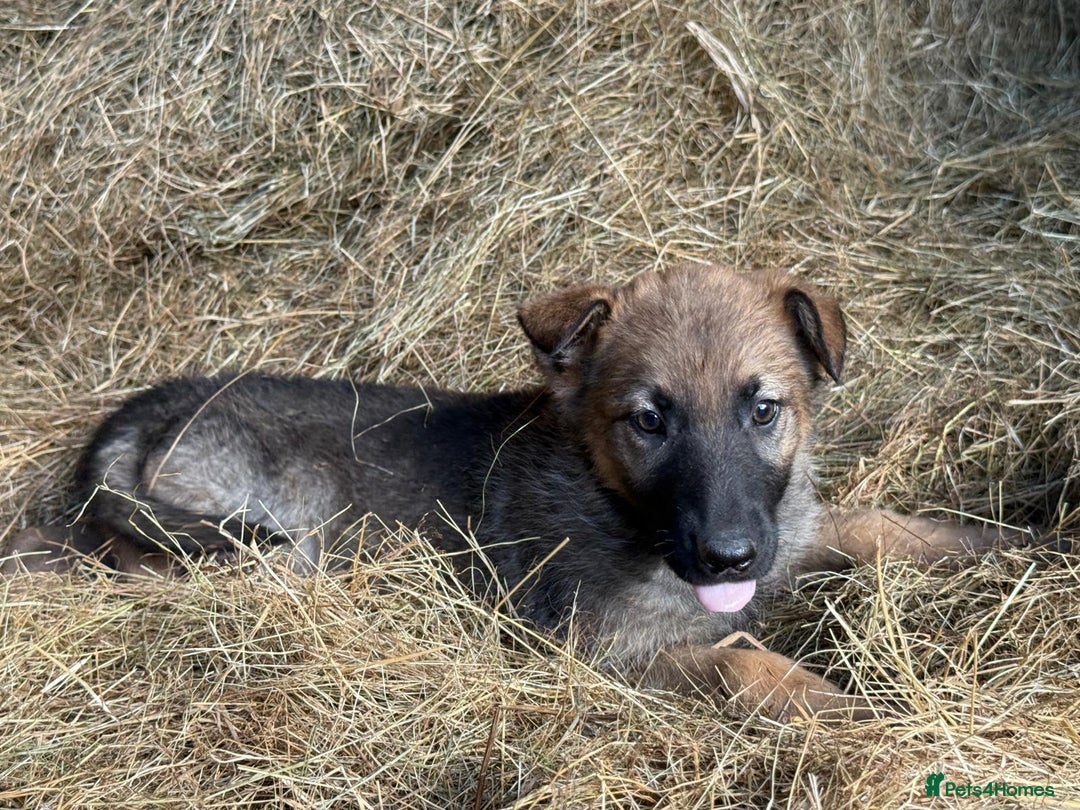 Belgian Shepherd Dog dogs for sale: belgium shepard  - Advert 4