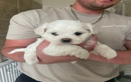 Maltese dogs for sale: Adorable KC Korean Maltese X Malshi puppies 🐾 - Image 5