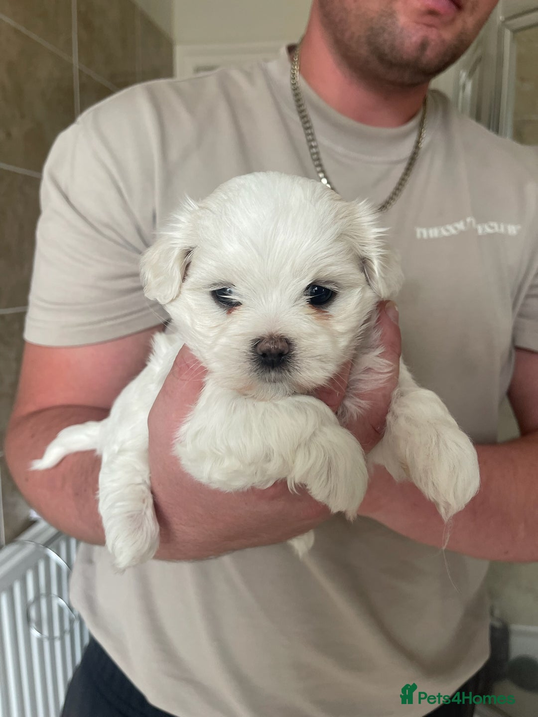 Maltese dogs for sale: Adorable KC Korean Maltese X Malshi puppies 🐾 - Image 5