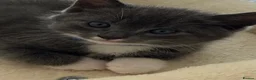 Norwegian Forest Cat cats for sale: 6 Norwegian Forest kittens in Cardiff - Advert 10