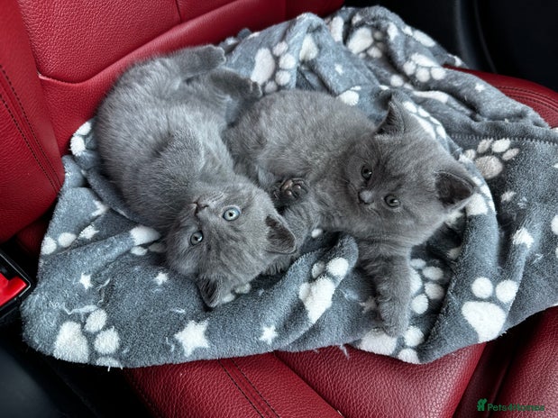 British Shorthair cats - Advert 2