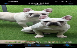 French Bulldog dogs for sale: Cream French bull dog  - Image 2