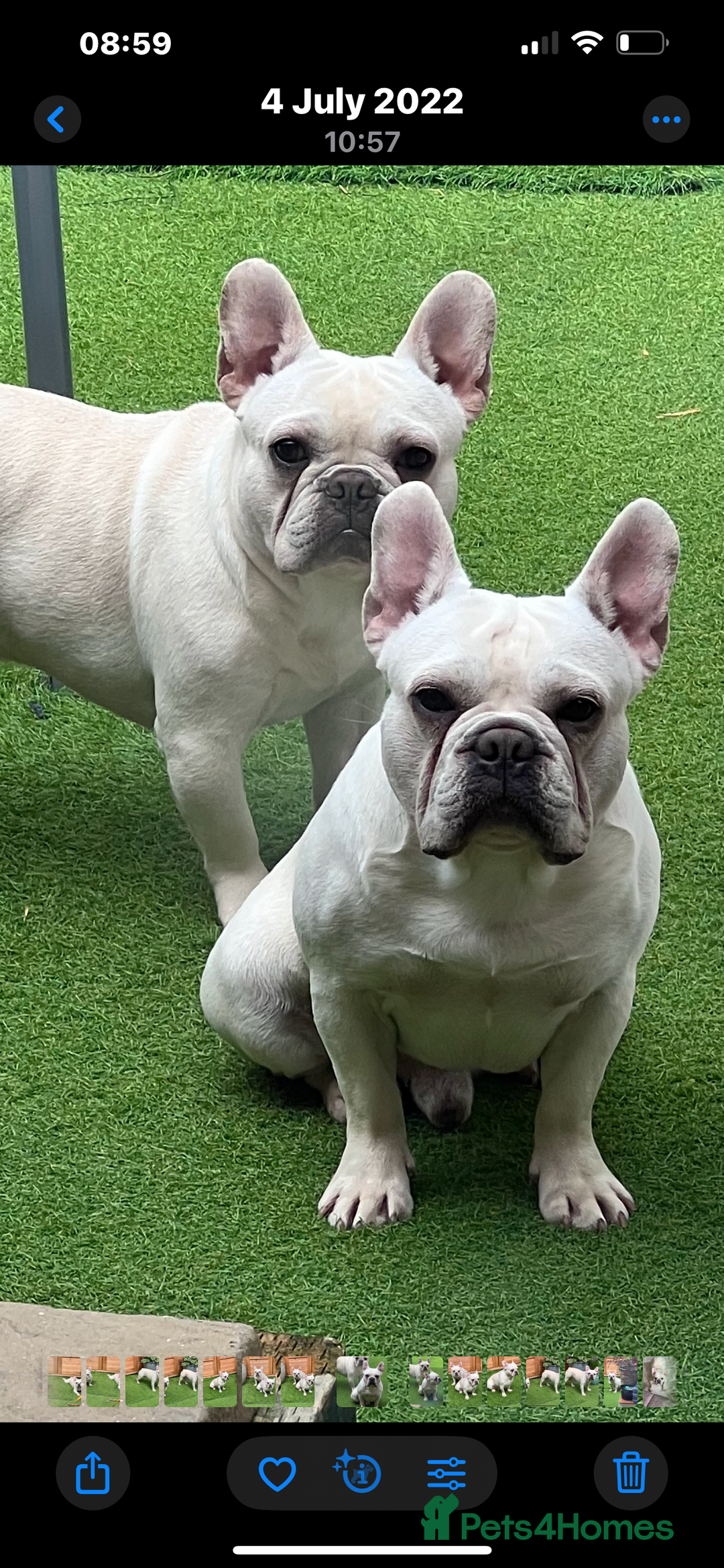French Bulldog dogs for sale: Cream French bull dog  - Image 2