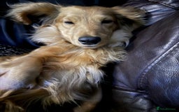 Miniature Dachshund dogs for sale: Stunning shaded cream and cream dachshunds  - Image 2