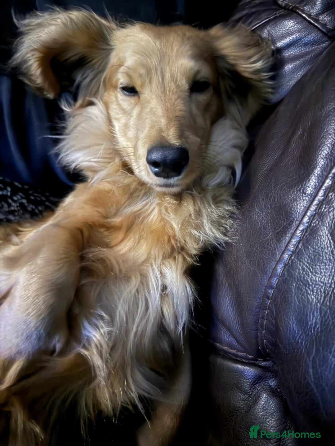 Miniature Dachshund dogs for sale: Stunning shaded cream and cream dachshunds  - Image 2