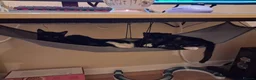 Mixed Breed cats for adoption: ADOPTION: Macaroon - Advert 3