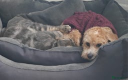 Mixed Breed dogs for sale: Shichonpoo - Advert 4