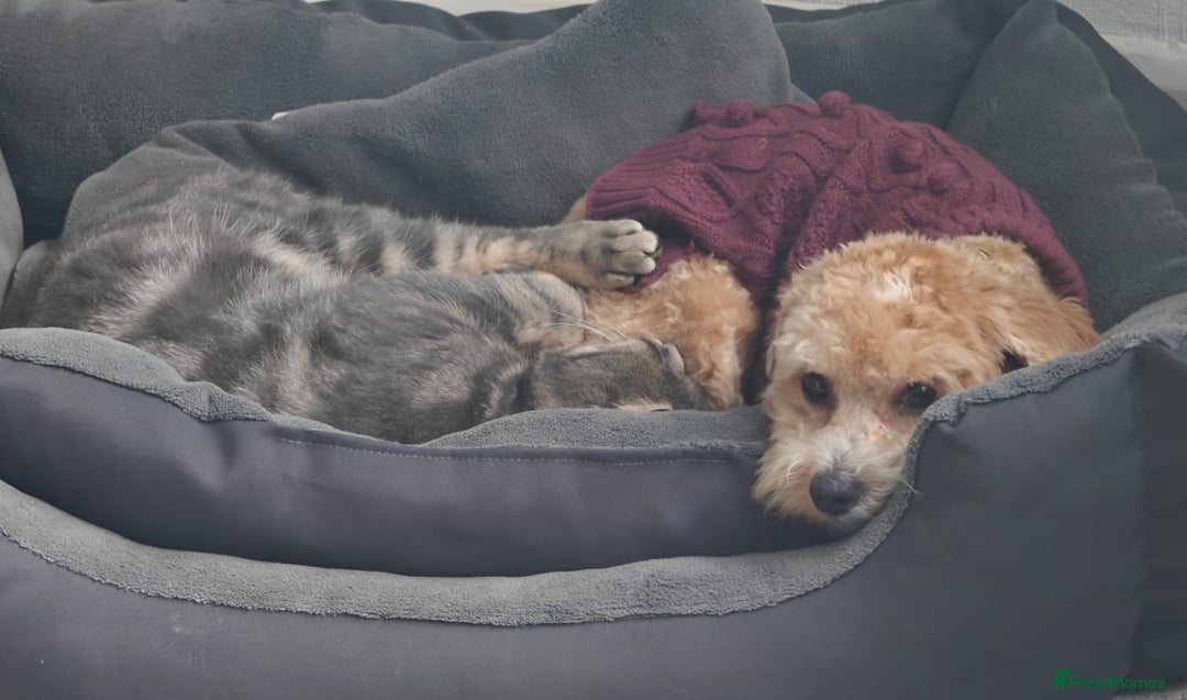 Mixed Breed dogs for sale: Shichonpoo - Advert 4