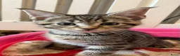 Maine Coon cats for sale: Maine Coon x Tabby Female Kitten - Ready now - Advert 2