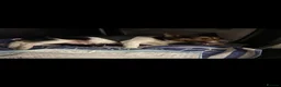 Jack Russell dogs for sale: Beautiful litter of 6 puppies  - Advert 20